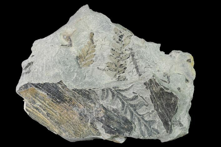 Fossil Flora (Neuropteris & Alethopteris) Plate - Kentucky #142393